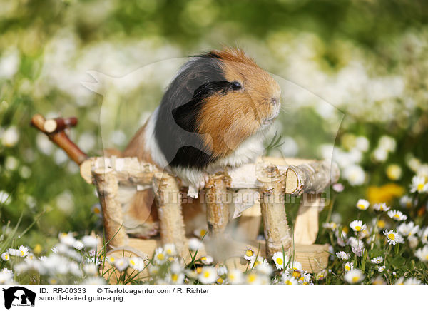 Glatthaarmeerschweinchen / smooth-haired guinea pig / RR-60333