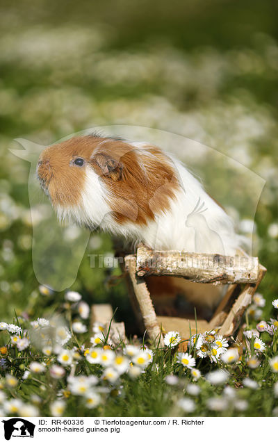 Glatthaarmeerschweinchen / smooth-haired guinea pig / RR-60336