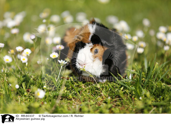 Rosettenmeerscheinchen / Abyssinian guinea pig / RR-60337