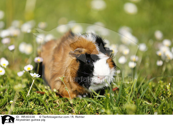 Rosettenmeerscheinchen / Abyssinian guinea pig / RR-60338