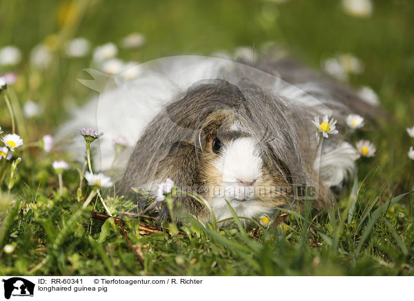 Langhaarmeerschweinchen / longhaired guinea pig / RR-60341
