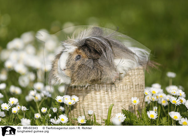 Langhaarmeerschweinchen / longhaired guinea pig / RR-60343