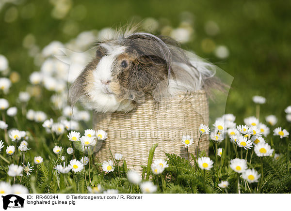 Langhaarmeerschweinchen / longhaired guinea pig / RR-60344