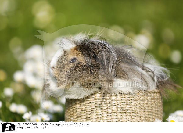 Langhaarmeerschweinchen / longhaired guinea pig / RR-60346