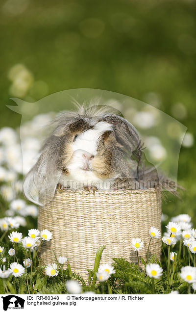 Langhaarmeerschweinchen / longhaired guinea pig / RR-60348