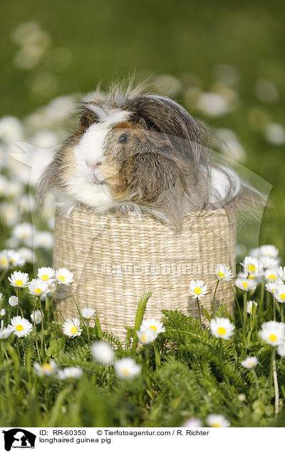 Langhaarmeerschweinchen / longhaired guinea pig / RR-60350