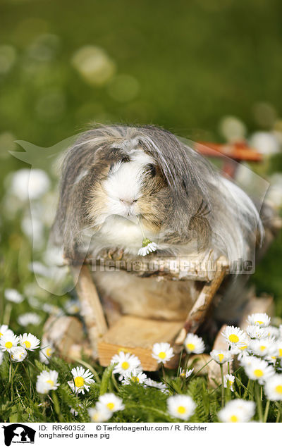 Langhaarmeerschweinchen / longhaired guinea pig / RR-60352