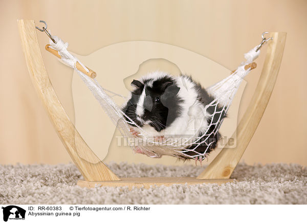 Abyssinian guinea pig / RR-60383