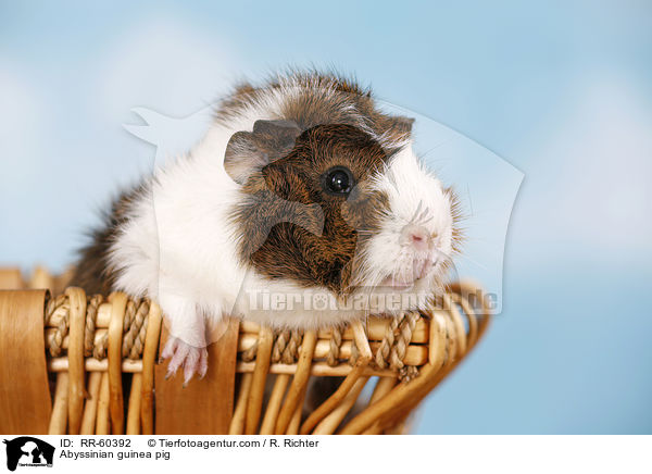 Abyssinian guinea pig / RR-60392