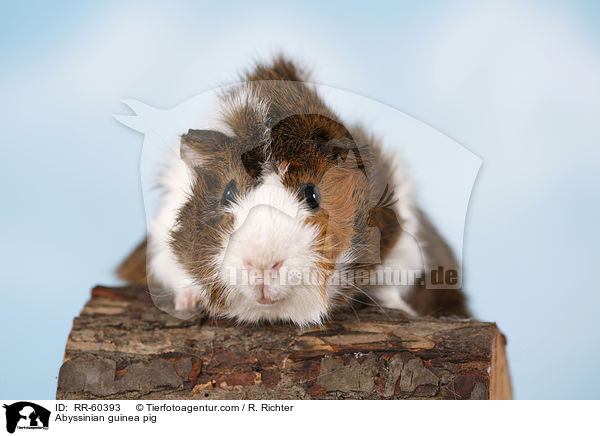 Abyssinian guinea pig / RR-60393
