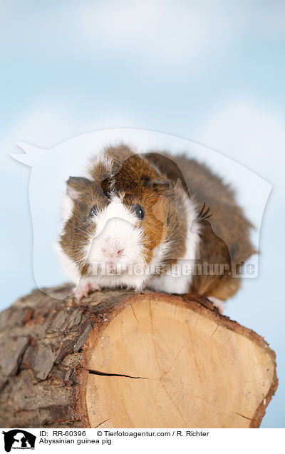 Abyssinian guinea pig / RR-60396