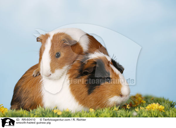 Glatthaarmeerschweinchen / smooth-haired guinea pig / RR-60410