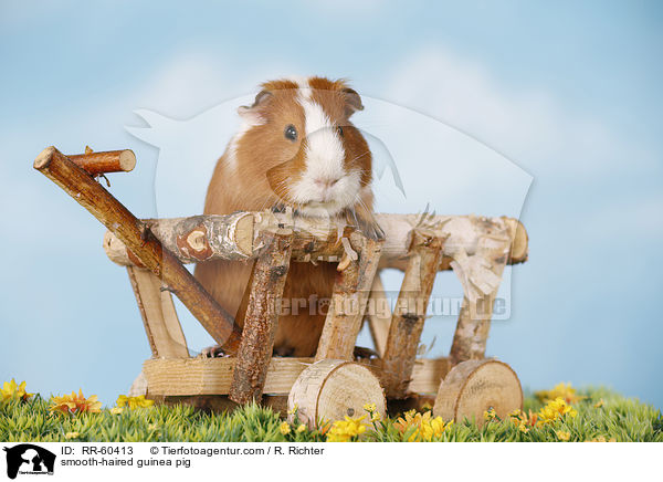 smooth-haired guinea pig / RR-60413