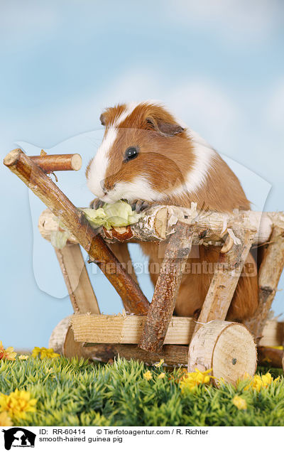smooth-haired guinea pig / RR-60414