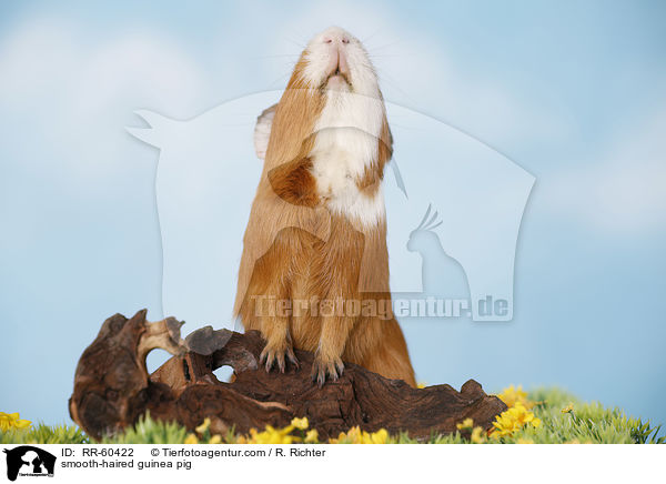 Glatthaarmeerschweinchen / smooth-haired guinea pig / RR-60422