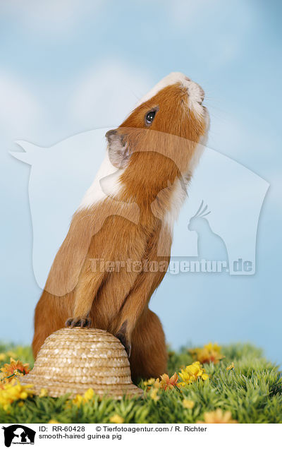 Glatthaarmeerschweinchen / smooth-haired guinea pig / RR-60428