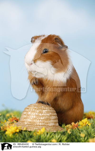 Glatthaarmeerschweinchen / smooth-haired guinea pig / RR-60430