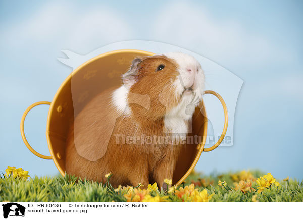 Glatthaarmeerschweinchen / smooth-haired guinea pig / RR-60436