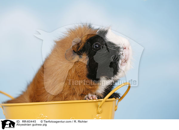 Abyssinian guinea pig / RR-60445