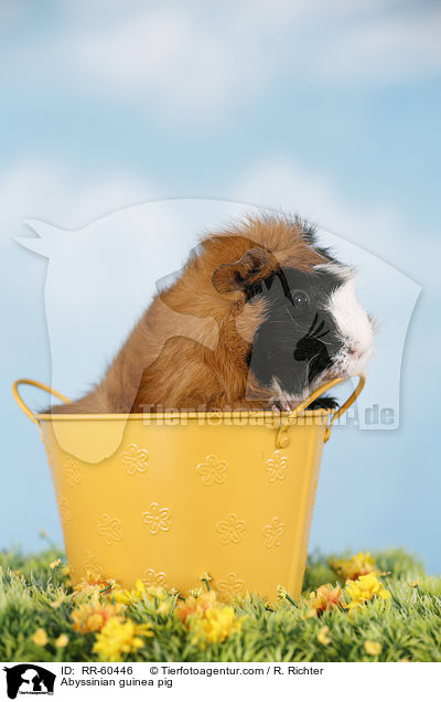 Abyssinian guinea pig / RR-60446