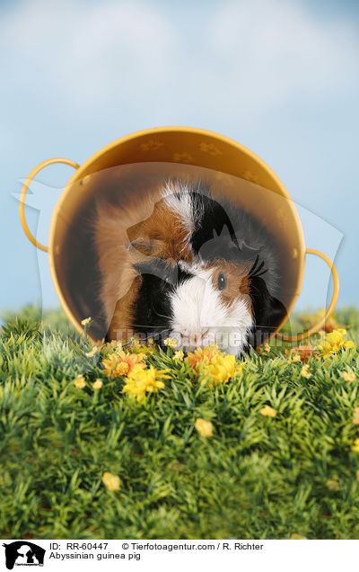 Abyssinian guinea pig / RR-60447
