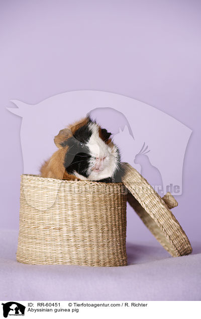 Rosettenmeerscheinchen / Abyssinian guinea pig / RR-60451