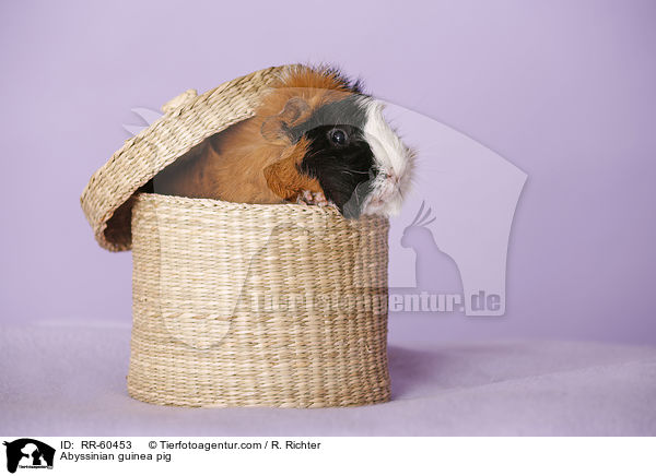Abyssinian guinea pig / RR-60453