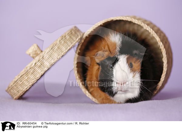 Abyssinian guinea pig / RR-60454