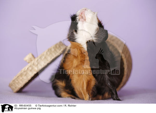 Rosettenmeerscheinchen / Abyssinian guinea pig / RR-60455