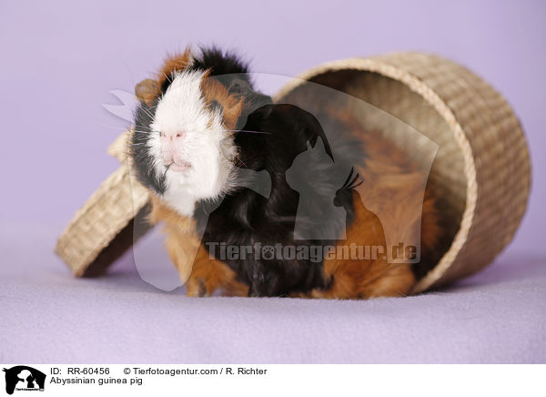 Abyssinian guinea pig / RR-60456