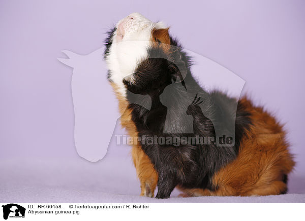 Rosettenmeerscheinchen / Abyssinian guinea pig / RR-60458