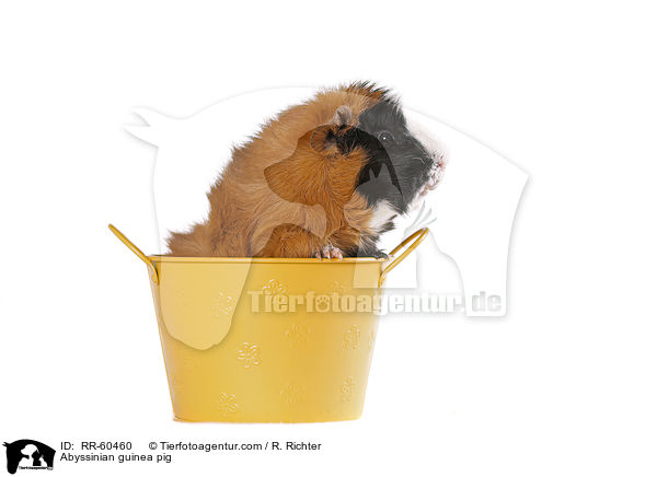 Abyssinian guinea pig / RR-60460