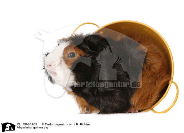 Rosettenmeerscheinchen / Abyssinian guinea pig / RR-60465