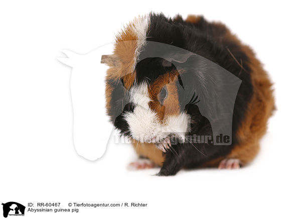Abyssinian guinea pig / RR-60467