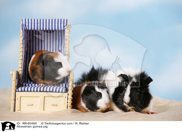 Abyssinian guinea pig / RR-60489
