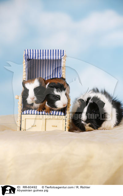 Abyssinian guinea pig / RR-60492