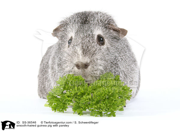 Glatthaarmeerschwein mit Petersilie / SS-36546