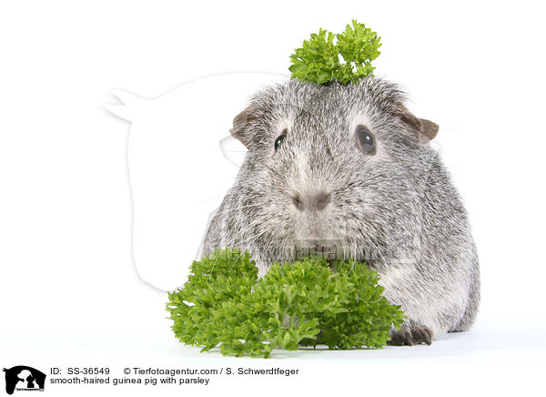 smooth-haired guinea pig with parsley / SS-36549