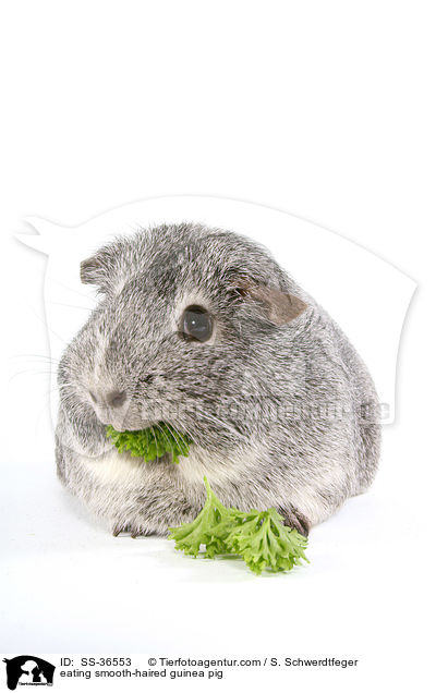 fressendes Glatthaarmeerschwein / SS-36553