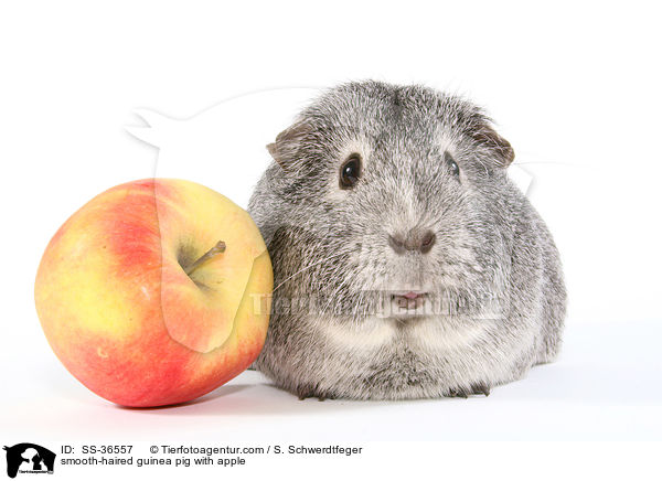 Glatthaarmeerschwein mit Apfel / smooth-haired guinea pig with apple / SS-36557