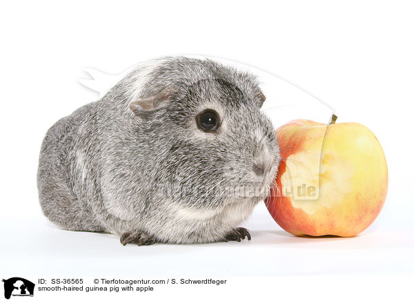 Glatthaarmeerschwein mit Apfel / smooth-haired guinea pig with apple / SS-36565