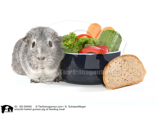 Glatthaarmeerschwein am Futternapf / smooth-haired guinea pig at feeding bowl / SS-36569