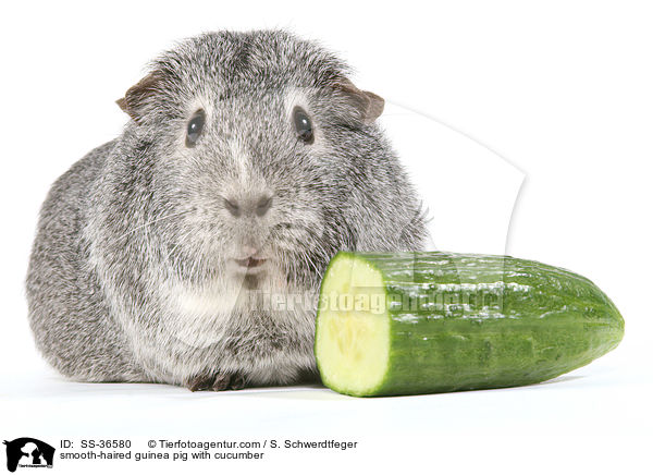 Glatthaarmeerschwein mit Gurke / smooth-haired guinea pig with cucumber / SS-36580