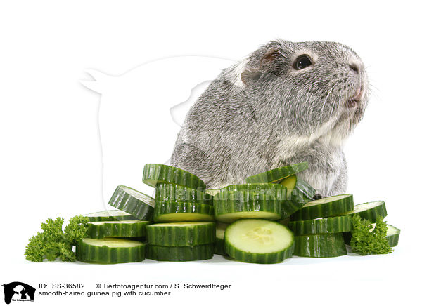 Glatthaarmeerschwein mit Gurke / smooth-haired guinea pig with cucumber / SS-36582