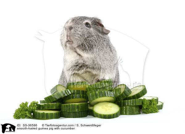 smooth-haired guinea pig with cucumber / SS-36586