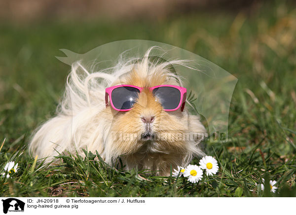 long-haired guinea pig / JH-20918