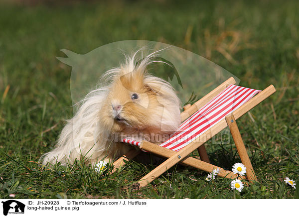 Langhaarmeerschwein / long-haired guinea pig / JH-20928