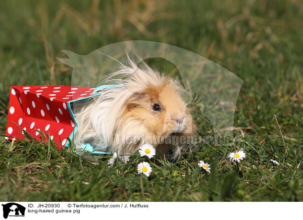 long-haired guinea pig / JH-20930