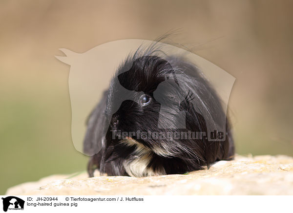 long-haired guinea pig / JH-20944
