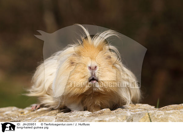 long-haired guinea pig / JH-20951